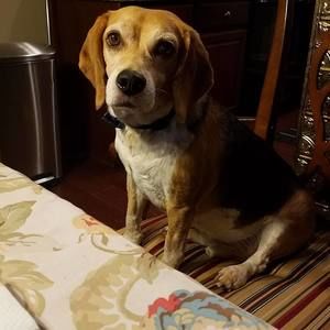 Meet your Posher, Bobby